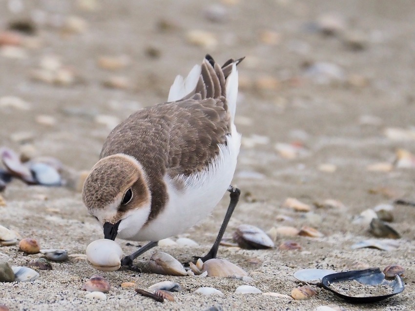 Il giovane Fratino (Charadrius alexandrinus) e le vongole..